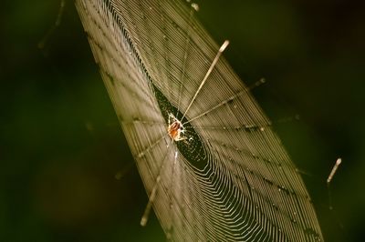 Close-up of spider on web