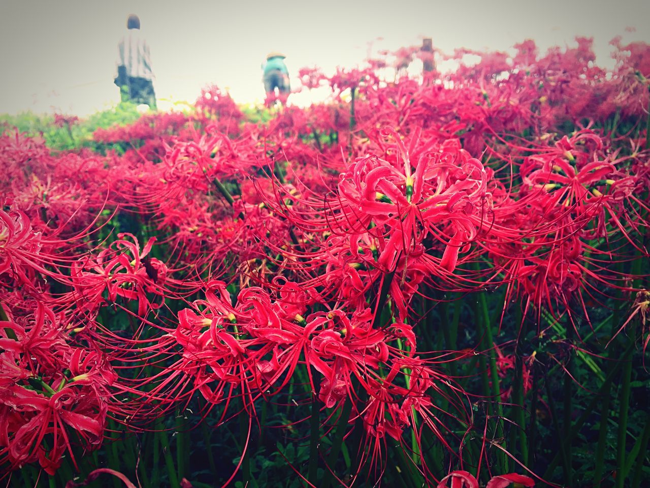 flower, red, growth, freshness, beauty in nature, plant, nature, fragility, field, blooming, petal, close-up, focus on foreground, day, outdoors, no people, pink color, in bloom, sky, tranquility