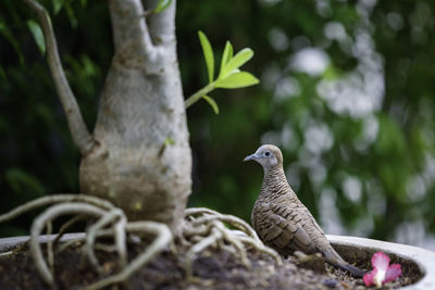 Close-up of bird perching on tree trunk