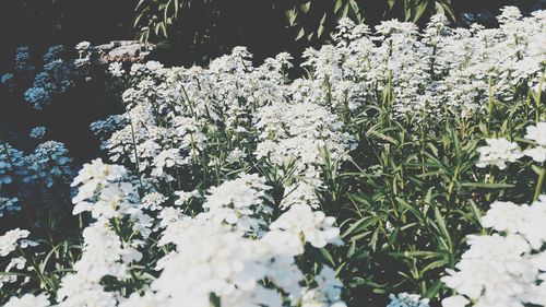 White flowers in bloom