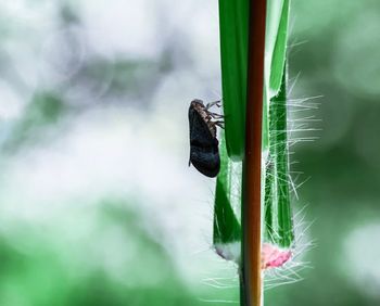 Close-up of insect on plant