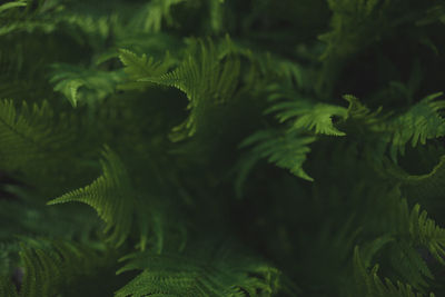 Fern thickets. full frame. selective focus.