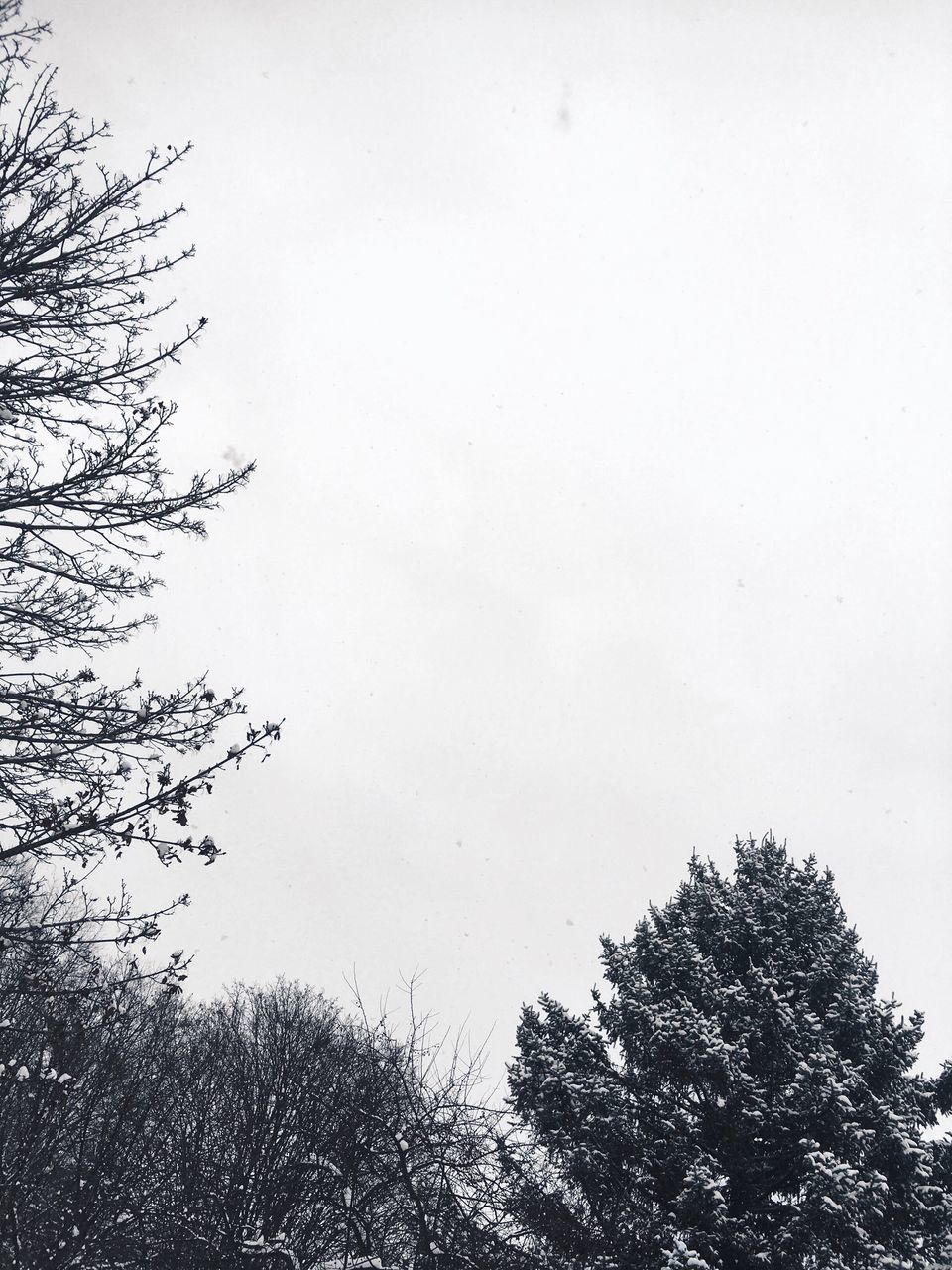 LOW ANGLE VIEW OF TREE