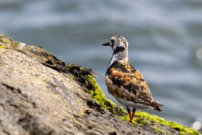 Close-up of bird perching on rock