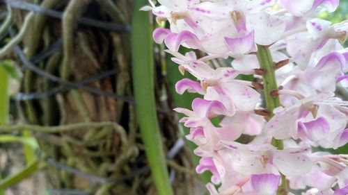 Close-up of pink flowering plant