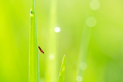 Close-up of insect on plant