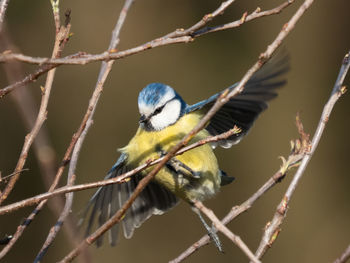 Close-up of bird perching on branch