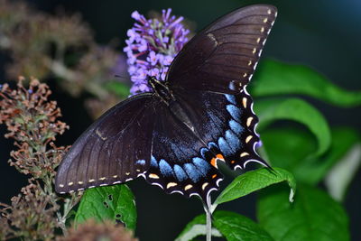 Close-up of butterfly on purple flower