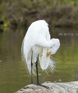 White bird on a lake