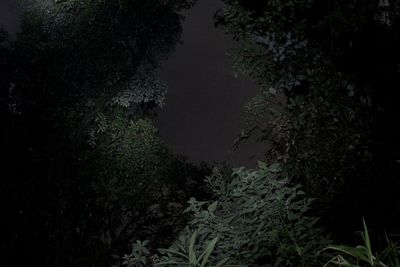 Plants and trees in forest at night