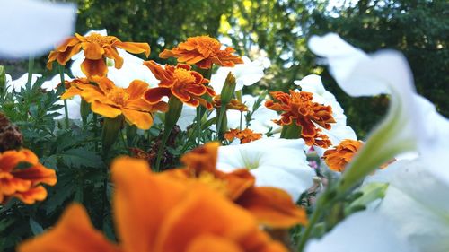 Close-up of orange flowers