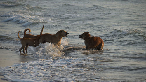 Dogs on beach