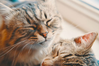 Close-up of tabby cat