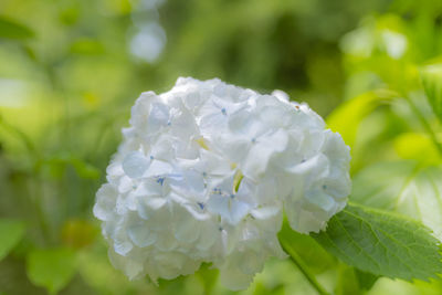 Close-up of white flowering plant