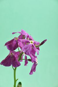 Close-up of wilted pink flower against blue background