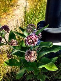 Close-up of flowers