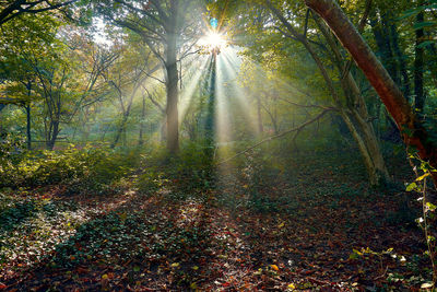 Sunlight streaming through trees in forest