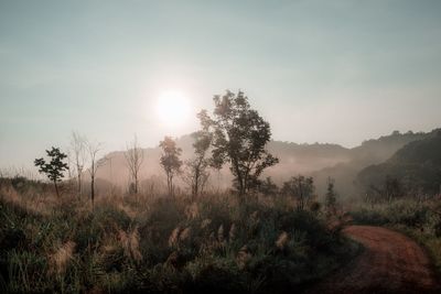 Trees on field against sky