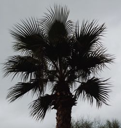 Low angle view of palm trees