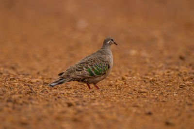 Bird perching on a land