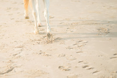 Low section of dog running on beach