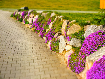 High angle view of purple flowering plants on footpath