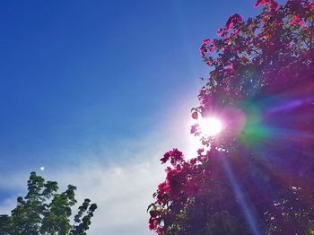 Low angle view of trees against sky