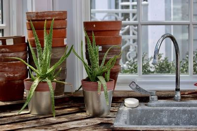 Aloe vera plants in the greenhouse