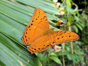 Butterfly on leaf