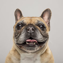 Close-up of a dog over white background