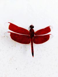 High angle view of insect on white background