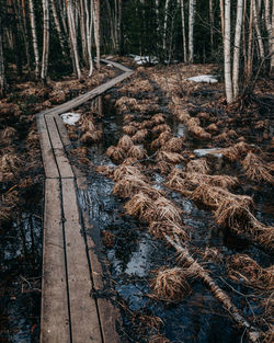 View of trees in forest