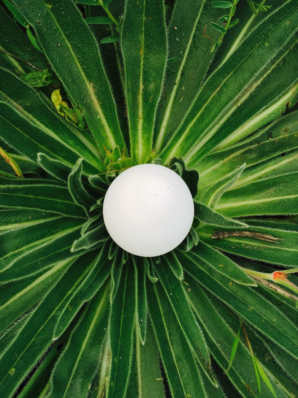 green color, growth, leaf, nature, full frame, beauty in nature, backgrounds, close-up, freshness, low angle view, green, no people, outdoors, tranquility, natural pattern, plant, tree, circle, day, fragility