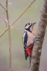 Close-up of bird perching on tree trunk