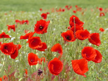 Close-up of red poppies on field