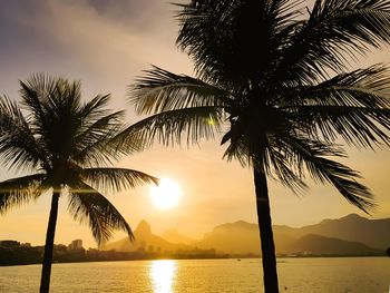 Silhouette palm trees by swimming pool against sky during sunset