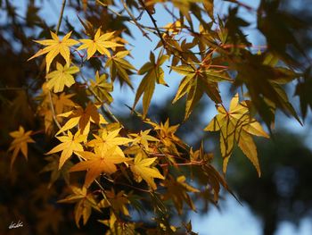 Close-up of maple leaves on tree during autumn