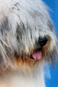 Close-up of hairy dog sticking out tongue