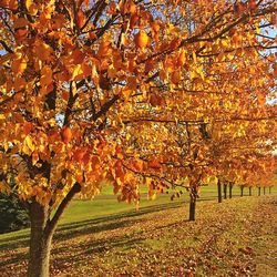 Autumn leaves on tree