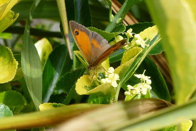 Close-up of butterfly on leaf