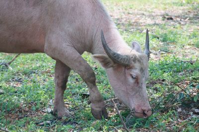 Donkey standing on field