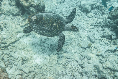 High angle view of fishes swimming in sea