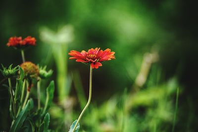 Close-up of red flowering plant