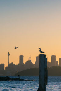 Bird flying over river at sunset