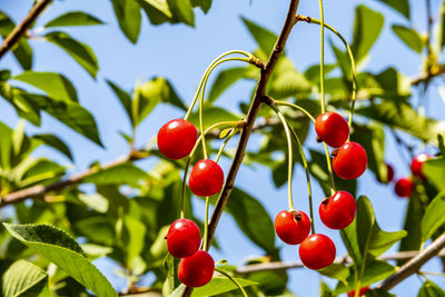 Cherry fruits on tree branches and green leaves in green nature.