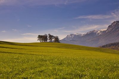 Scenic view of field against sky