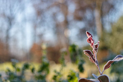 Close-up of flower against blurred background