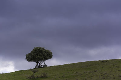 Tree on field against sky