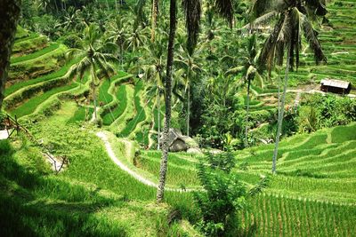 High angle view of trees growing on field