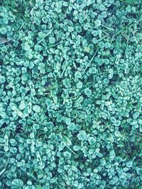 Full frame shot of plants